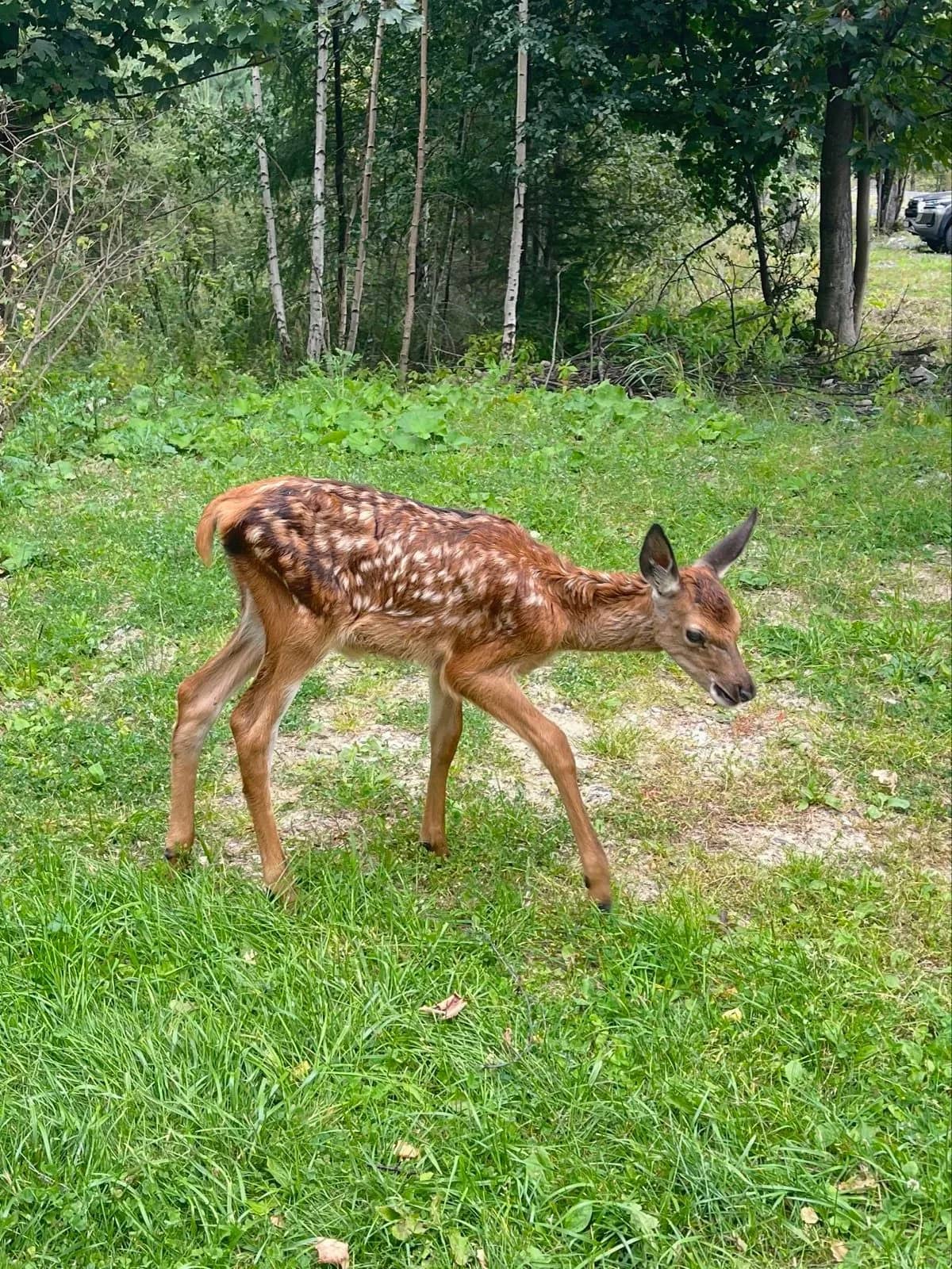 Srnka pri Starom Smokovci