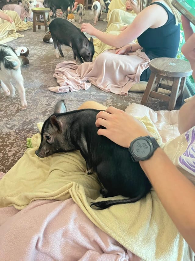 3 minipig caffe