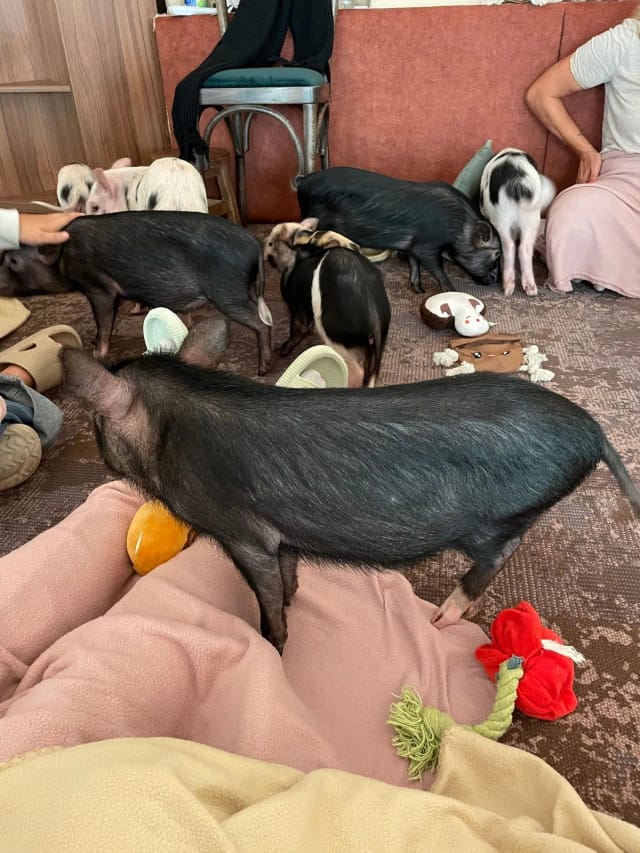 4 minipig caffe