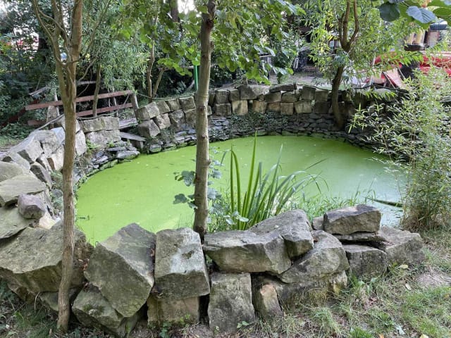 3 jazierko matcha