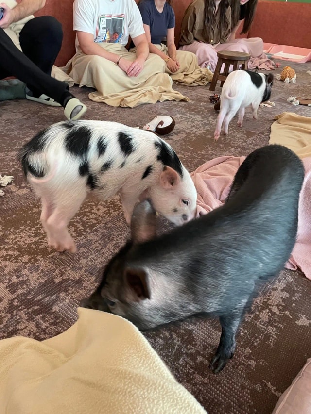 2 minipig caffe